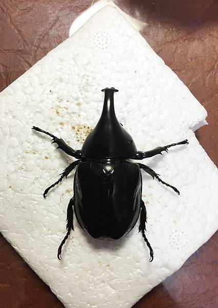 簡易甲蟲標本製作法how To Make Beetle Specimens 黑貓老師