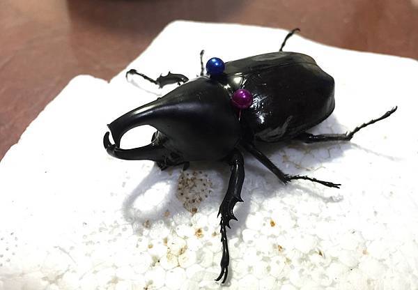 簡易甲蟲標本製作法how To Make Beetle Specimens 黑貓老師