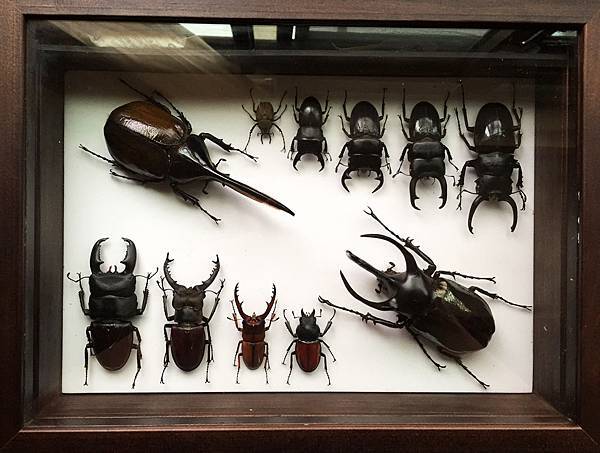 簡易甲蟲標本製作法how To Make Beetle Specimens 黑貓老師