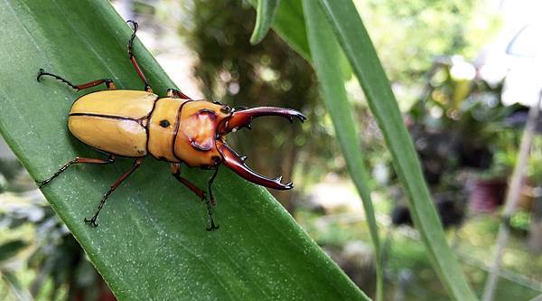 三點赤鋸鍬形蟲飼養與繁殖prosopocoilus Occipitalis 黑貓老師