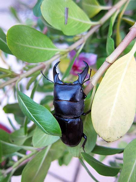 深山扁鍬形蟲飼養與繁殖紀錄dorcus Kyanrauensis 黑貓老師