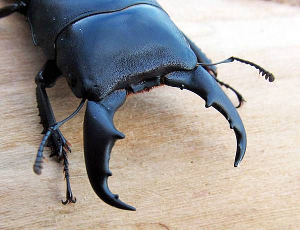 深山扁鍬形蟲飼養與繁殖紀錄dorcus Kyanrauensis 黑貓老師