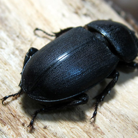 深山扁鍬形蟲飼養與繁殖紀錄dorcus Kyanrauensis 黑貓老師