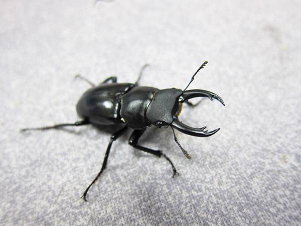 刀鍬形蟲飼養記錄dorcus Yamadai 黑貓老師