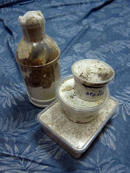 鍬形蟲怎麼養 淺談鍬形蟲飼養與繁殖 黑貓老師