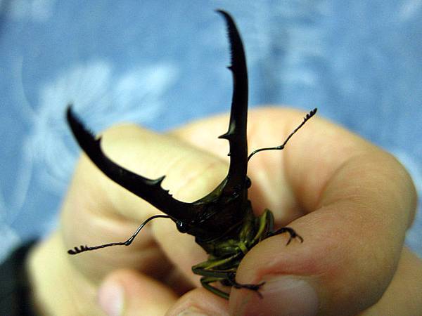 美他力佛cma 飼育筆記cyclommatus Metallifer Aeneomi 黑貓老師