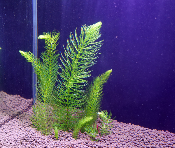 新手也能輕鬆養活的水草四天王 小榕 金魚藻 水蘊草與陽明柳 黑貓老師